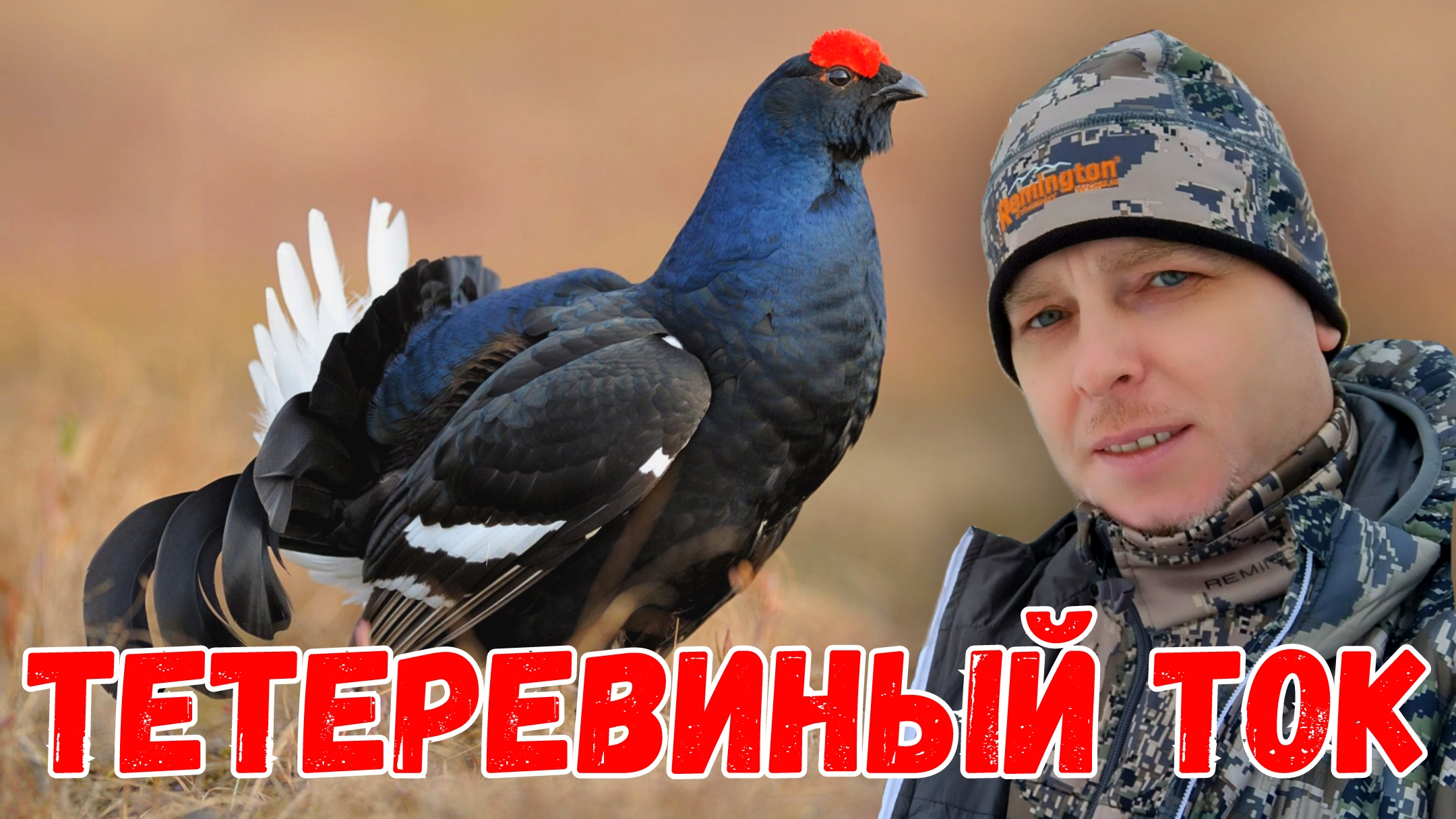 Весенний ток тетерева в естественной среде обитания #ru_kompass #тетерев