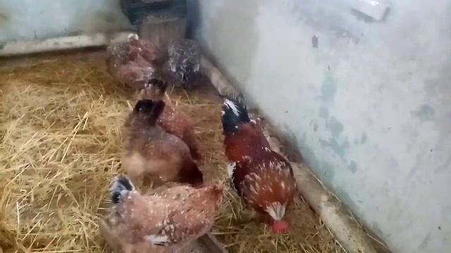 Генеральная уборка птичника!!! Банный день!!! смотреть онлайн