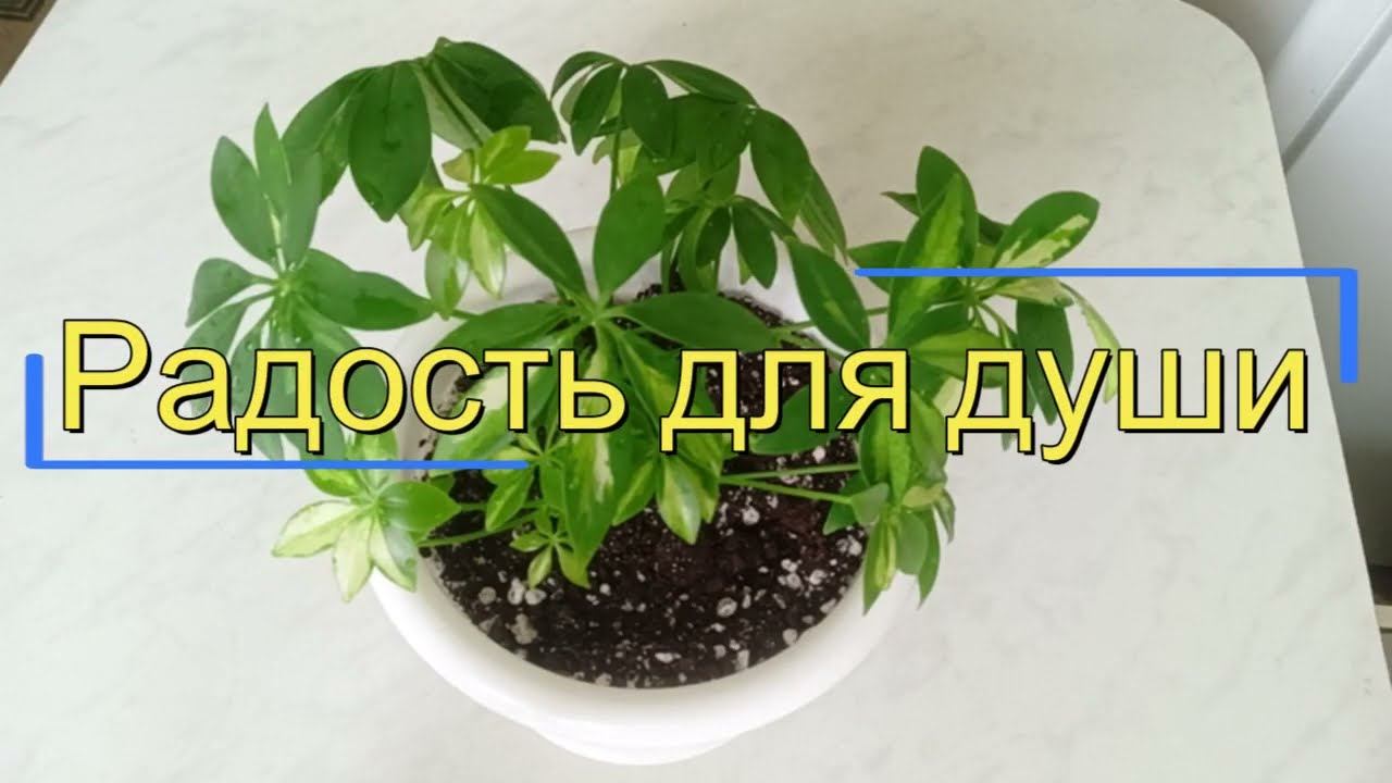 Результат укоренения варигатной Шефлеры