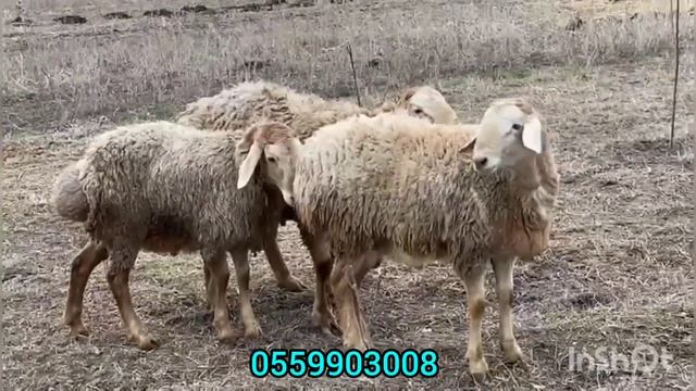 СУПСУЛУУ КОЧКОРЛОР УРУКТУУКА МЫКТЫ КОЗУ КОЧКОРЛОР САТЫЛАТ смотреть онлайн