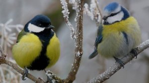 Терапевтические сказки для взрослых «Счастье просто быть»
