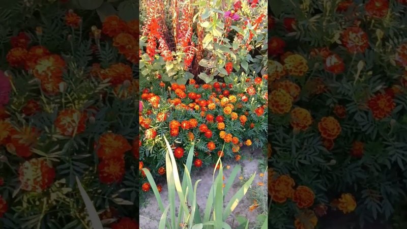 Цветы в ассортименте #цветы