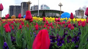 Миллионы цветов расцвели в Душанбе на главных площадях и в городских парках