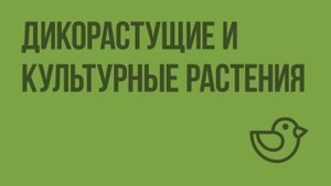 Дикорастущие и культурные растения. Видеоурок по окружающему миру 2 класс