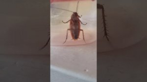 Американский летающий таракан Эдик.