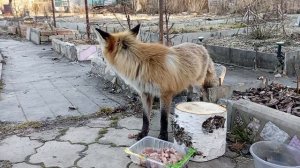 Лисичка Цыца стала мамой. Видео от 2 апреля