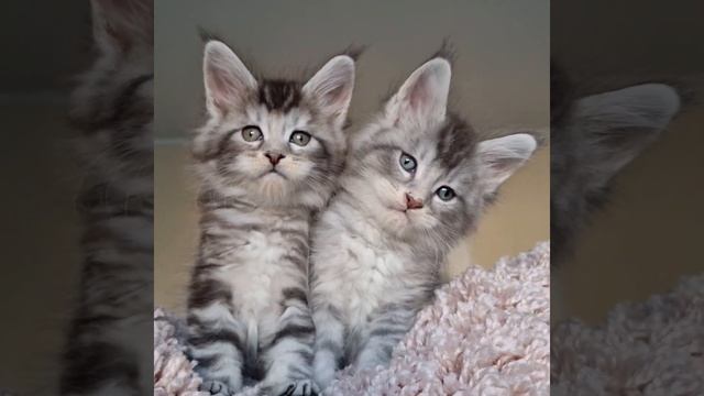котята  мейн кун из питомника Страна Гулливеров