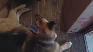 Уборка.Корм RoyalKonin. Доставка. Ремонт стола. Лемана PRO