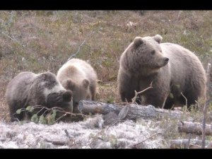 Охота на медведя с луком 2 часть