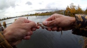 Тестирую Major Craft Finetail FTA-582SUL на Исети в Арамиле на тамошних рыбах