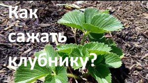 Как сажать клубникУ? Супер способ: 100% приживаемость!