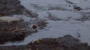 НЕСКОЛЬКО УЧАСТКОВ ЗАТОПИЛО НА ПРАВОБЕРЕЖЬЕ КРАСНОЯРСКА