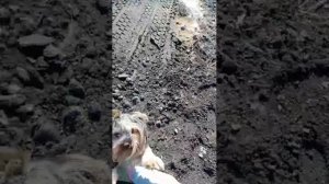 ПРОГУЛКА С БЕЛЛУШКОЙ НАШЕЙ