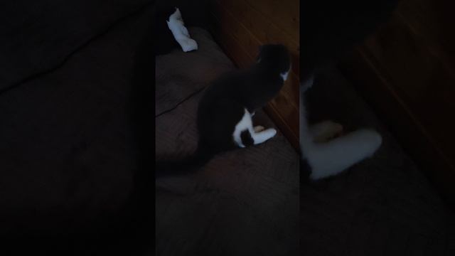 Кошачьи игры.