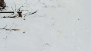 В Сад пришла зима 6.03.2025года