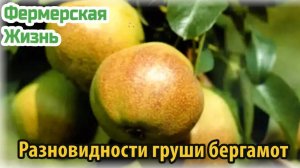 Разновидности груши бергамот
