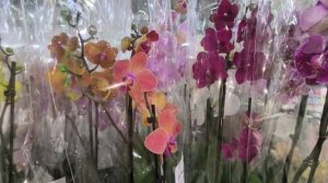 Обзор поступления орхидей Европа. 06.04.25