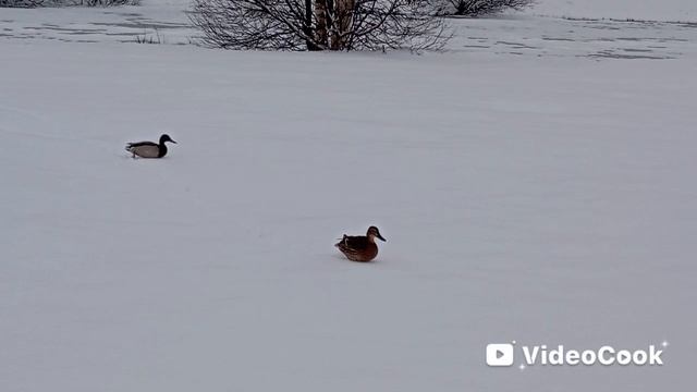 Птицы в городе.