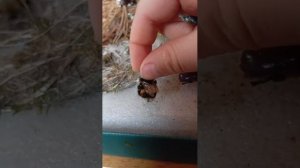 мемнмент зад сдачзнсеасхнуча км макучсщакпн рсаа