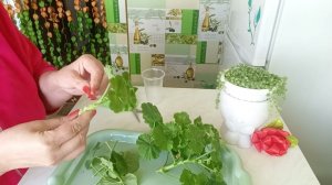 Обрезка Герани укоренение черенков