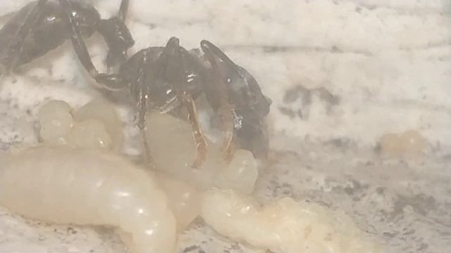 6 января 2019 г.Пуля и её первый рабочий /Муравей-пуля / Paraponera clavata ants *** смотреть онлайн