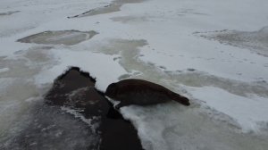 Ягринский мост. Тюлени