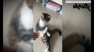 Смешные Коты