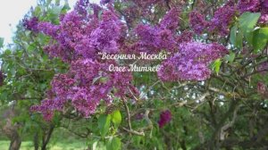 "Весенняя Москва" - Олег Митяев