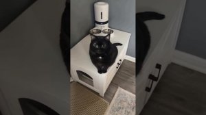 подборка смешных котиков