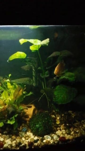 гурами медовые и мраморные🐠 Подпишись на канал! смотреть онлайн