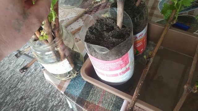 Виноград. Сажаем то, что укоренили смотреть онлайн