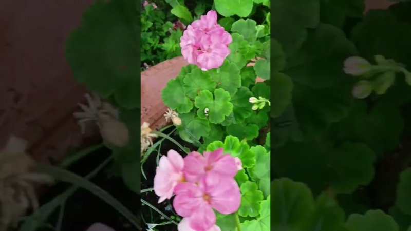 Васильки