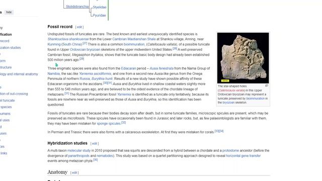 Tunicates - Wikipedia смотреть онлайн