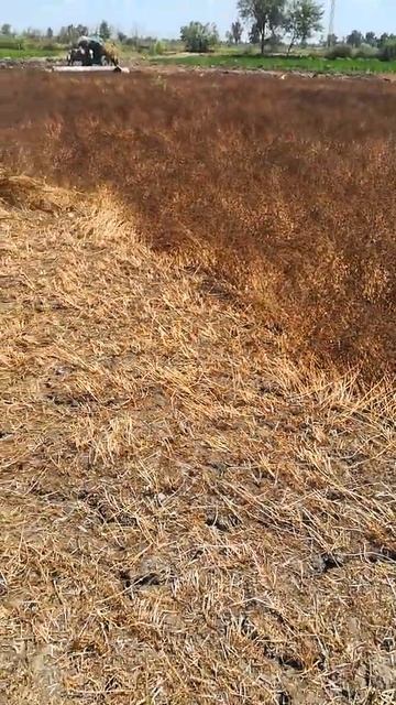 حش البرسيم اوالزريع بطريقه احترافية смотреть онлайн