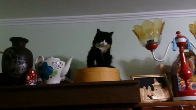 Liza смотреть онлайн