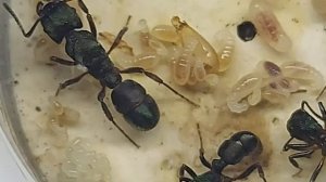 Муравей Металика (Rhytidoponera metallica)