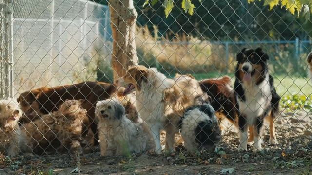 Щенок с хвостом на лбу смотреть онлайн