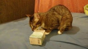 Кот и валерьянка