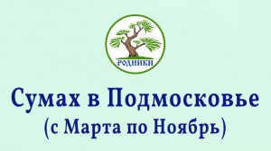 Сумах c  Марта по Ноябрь