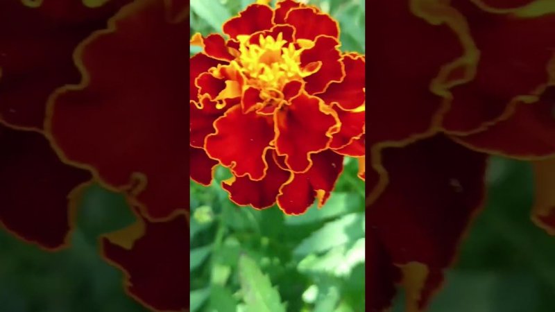 Бархатцы #цветы #розы #plants