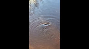 Рыбалка в Санкт Петербурге.