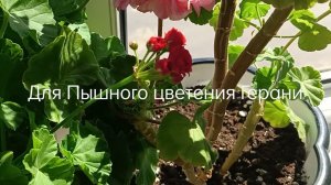 Для Пышного цветения Герани