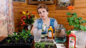 Чем подкормить маленькую рассаду, а чем подросшую? Простой рацион от Буйских удобрений.