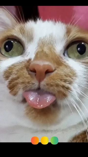 мемы про кошачьих 2🐈 смотреть онлайн