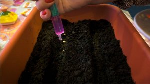 Всегда сею перцы только так, без замачивания и проращивания семян. Такая рассада радует