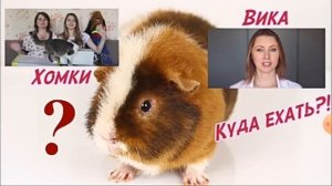 Песня Свинке надо выйти от СвинкиШоу.