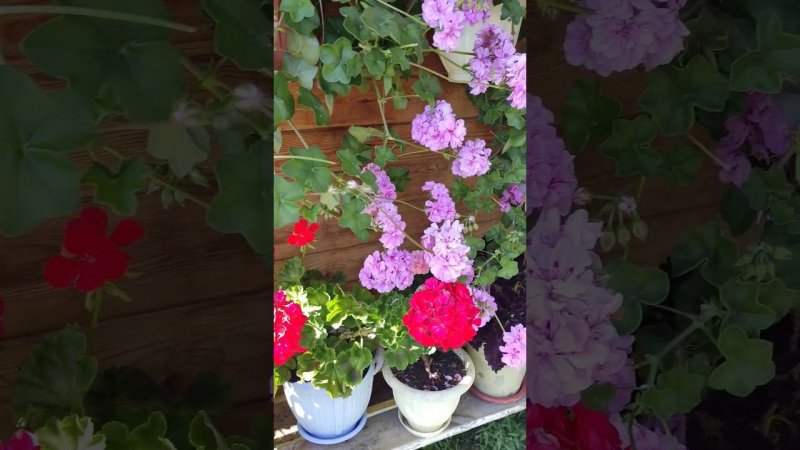 Какие красивые цветочки пеларгонии