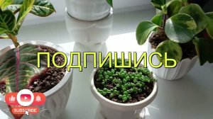 Цветочный подоконник