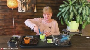 Пекинская капуста. Посев семян на рассаду.