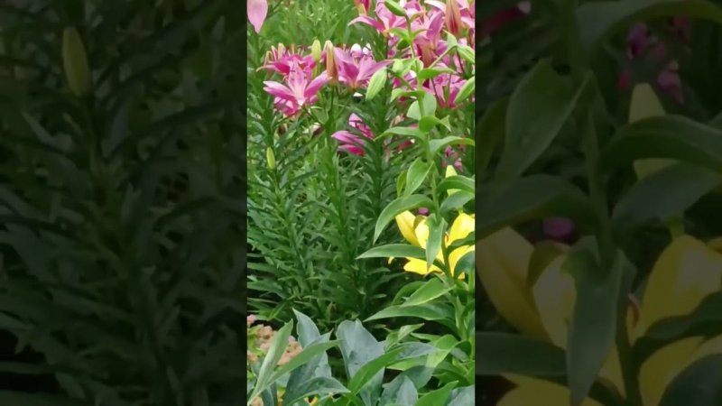 Лилия #цветы #розы #plants